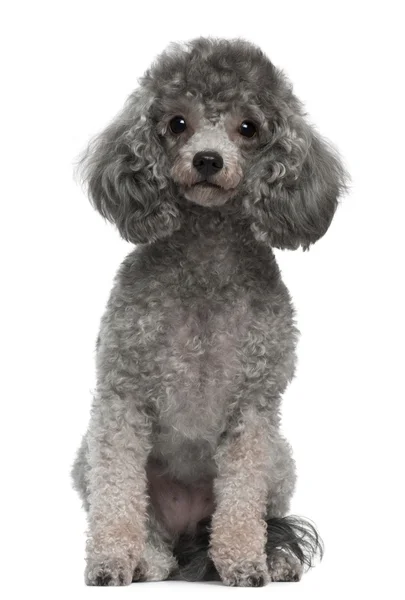 Poodle, 4 years old, sitting in front of white background — Stock Photo, Image