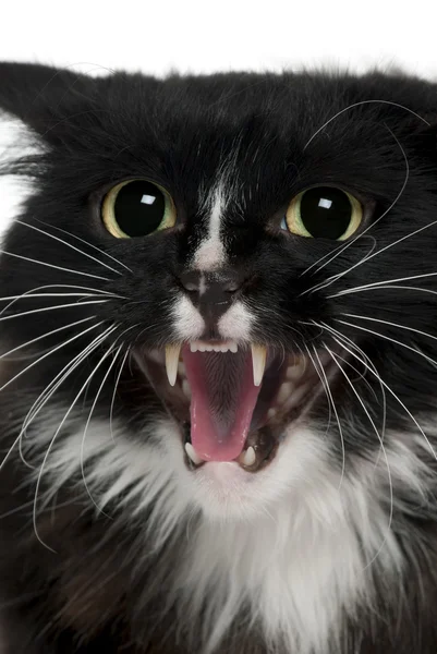 Close-up de Aegan Cat meowing, 3 anos, na frente de ba branco — Fotografia de Stock