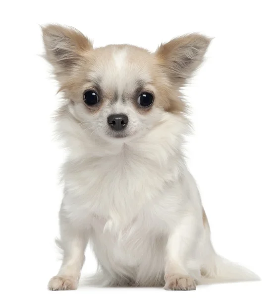 Chihuahua, 1 éves, fehér háttér előtt ülve — Stock Fotó