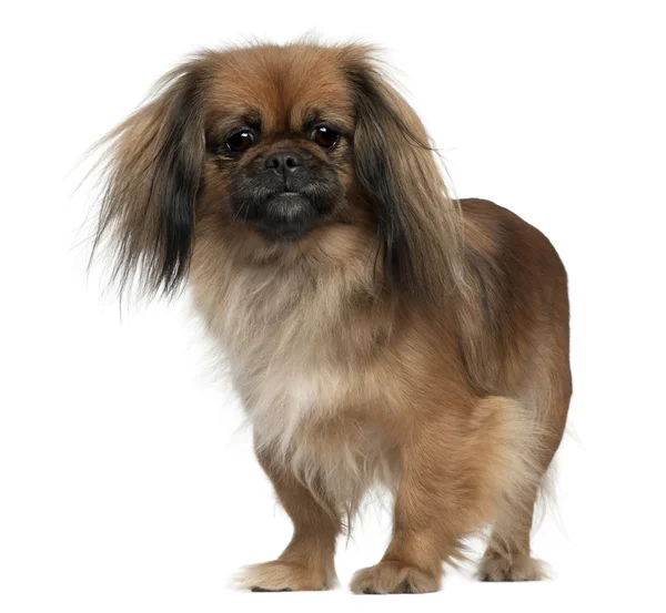 Pekingese, 2 and a half years old, standing in front of white background — Stock Photo, Image