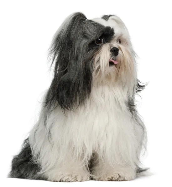 Lhasa Apso, 3 years old, sitting in front of white background — Stock Photo, Image