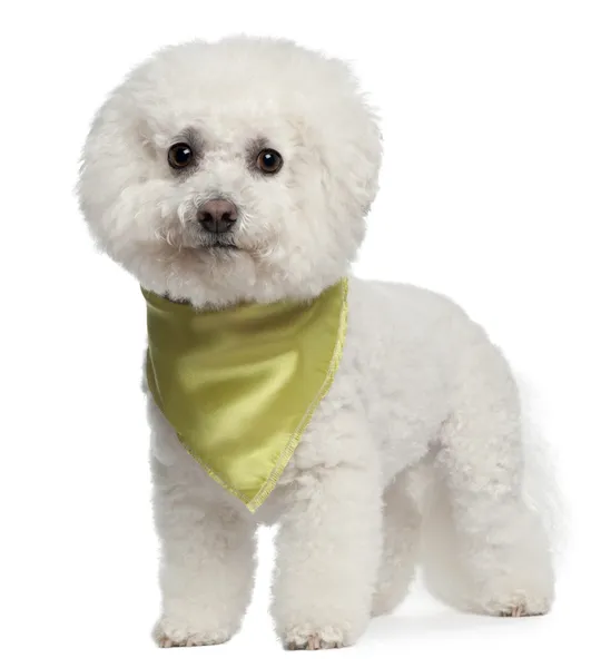Bishon Frise wearing scarf, 7 years old, standing in front of white background — Stock Photo, Image