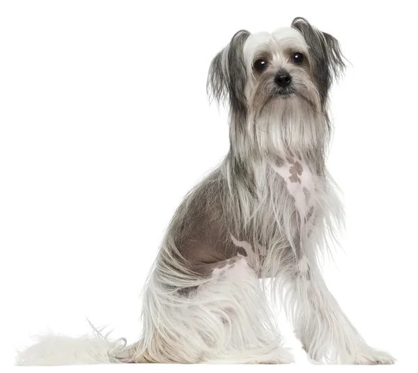 Chinese Crested Dog, 11 months old, sitting in front of white background — Stock Photo, Image