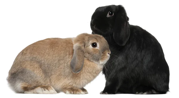 Conigli, 4 e 6 mesi, davanti allo sfondo bianco — Foto Stock