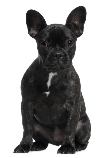 Bulldog francês, 4 anos, sentado na frente do fundo branco — Fotografia de Stock