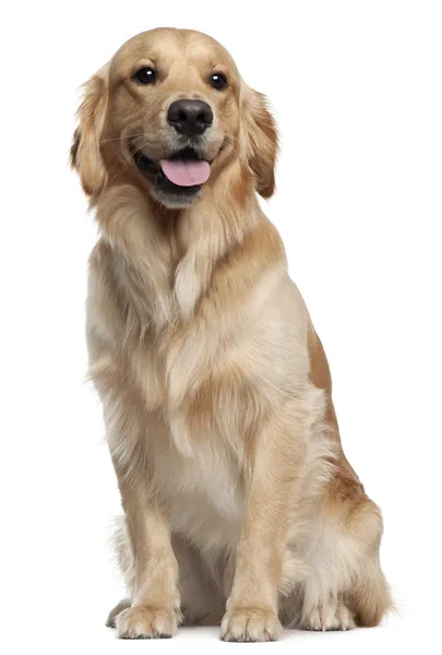 Złoty pies myśliwski, 1 i pół lat stary, siedząc w tle — Zdjęcie stockowe