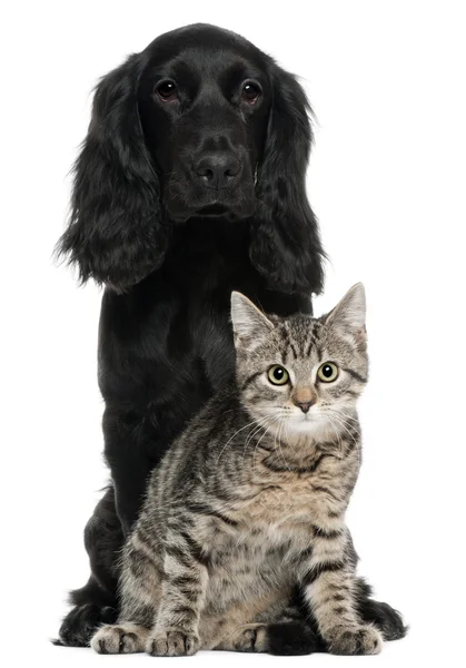 Cocker Spaniel and European Cat, 5 and 4 years old, sitting in front of white background — Stock Photo, Image