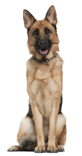 German Shepherd, 14 months old, sitting in front of white background — Stock Photo, Image