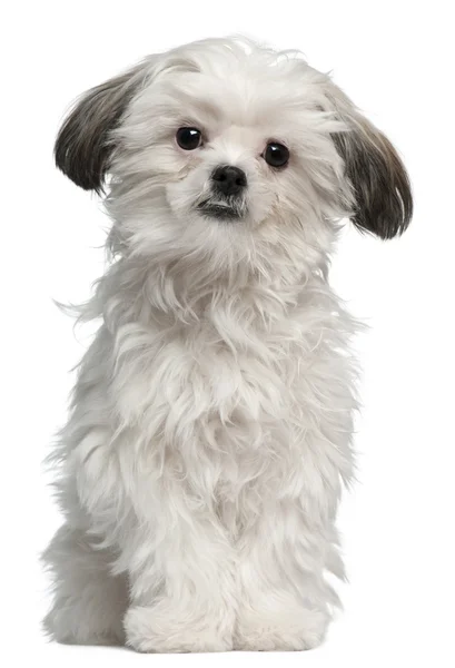 Lhasa Apso, 7 months old, standing in front of white background — Stock Photo, Image