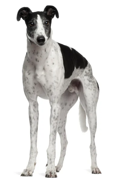 Grey Hound, 4 years old, standing in front of white background — Stock Photo, Image