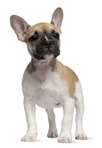 Englische Bulldogge Welpe, 3 Monate alt, steht vor weißem Hintergrund — Stockfoto