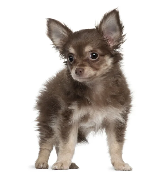 Chihuahua, 12 miesięcy, stojąc z przodu białe tło — Zdjęcie stockowe