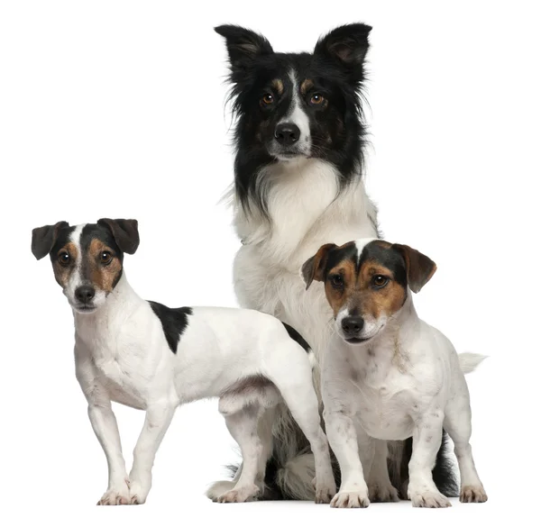Border Collie and Jack Russells, 7, 5, and 3 years old, in front of white b...