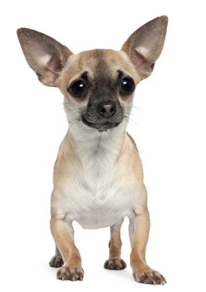 Chihuahua, 1 anno, in piedi di fronte a sfondo bianco — Foto Stock