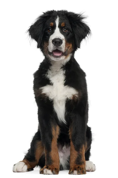 Bernese Mountain Dog, 5 months old, sitting in front of white background — Stock Photo, Image