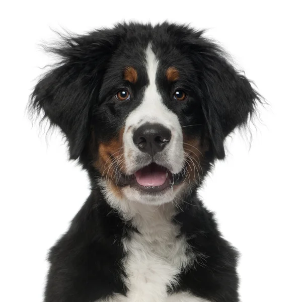 Bernese Mountain Dog, 5 months old, in front of white background — Stock Photo, Image