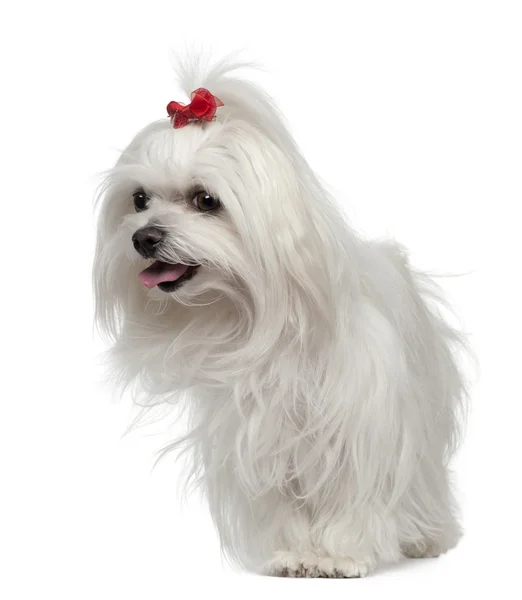 Maltese, 3 years old, standing in front of white background — Stock Photo, Image