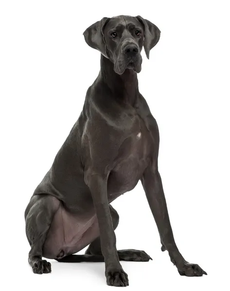 Great Dane, 15 months old, sitting in front of white background — Stock Photo, Image