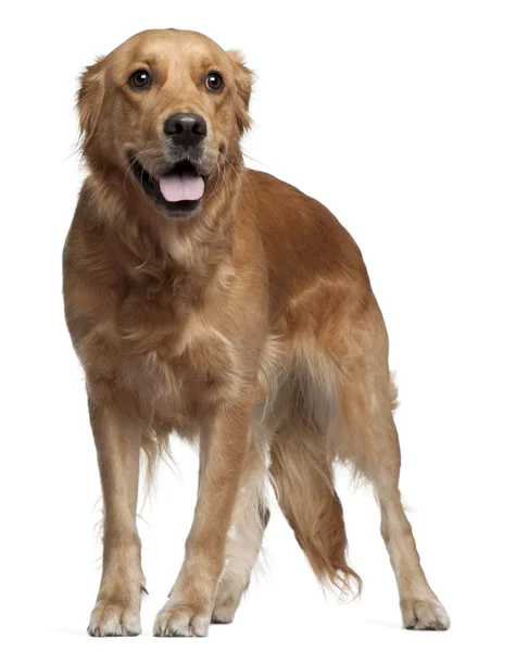 Golden Retriever, 15 months old, standing in front of white background — Stock Photo, Image