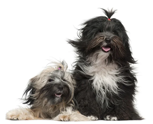 Tibetan Terriers with windblown hair, 2 and a half years old and 1 year old, in front of white background — Stock Photo, Image