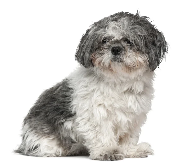 Shih tzu, 1 year old, sitting in front of white background — Stock Photo, Image