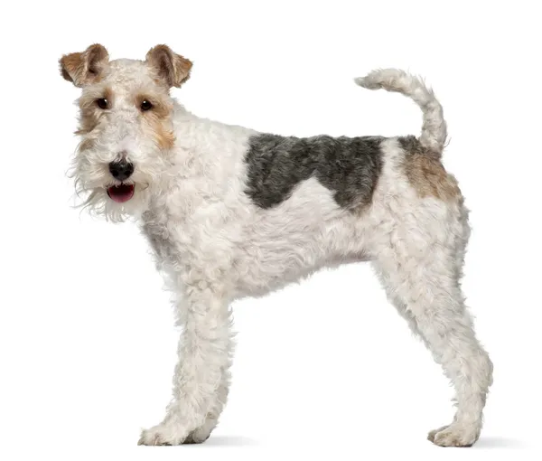 Fox terrier, 1 year old, standing in front of white background — Stock Photo, Image