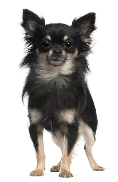 Chihuahua, 1 year old, standing in front of white background — Stock Photo, Image