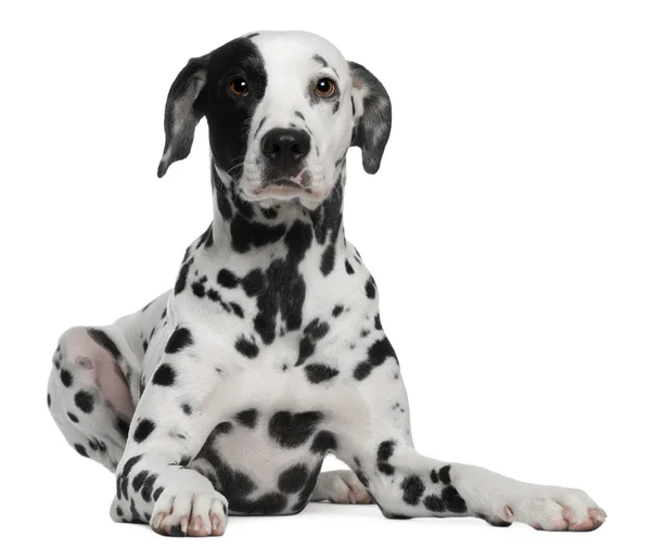 Dalmatian, 2 years old, lying in front of white background — Stock Photo, Image
