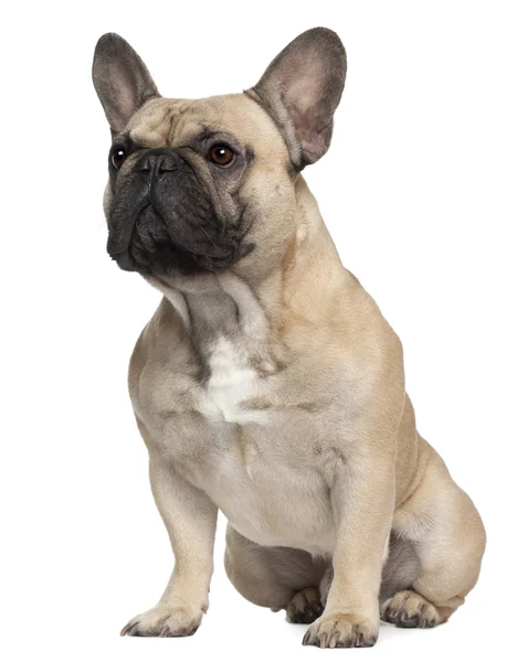 French Bulldog, 2 years old, sitting in front of white background — стоковое фото