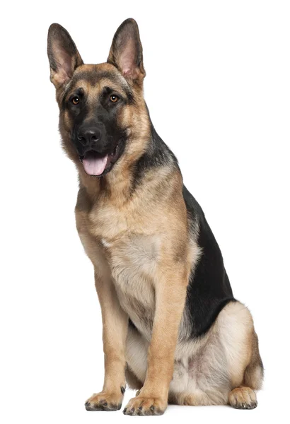 German Shepherd, 7 months old, sitting in front of white background — Stock Photo, Image