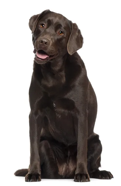 Labrador, 2 years old, sitting in front of white background — Stock Photo, Image