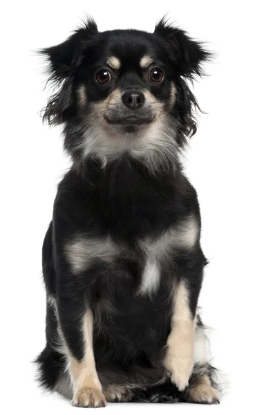 Chihuahua, 1 año, sentado frente al fondo blanco —  Fotos de Stock