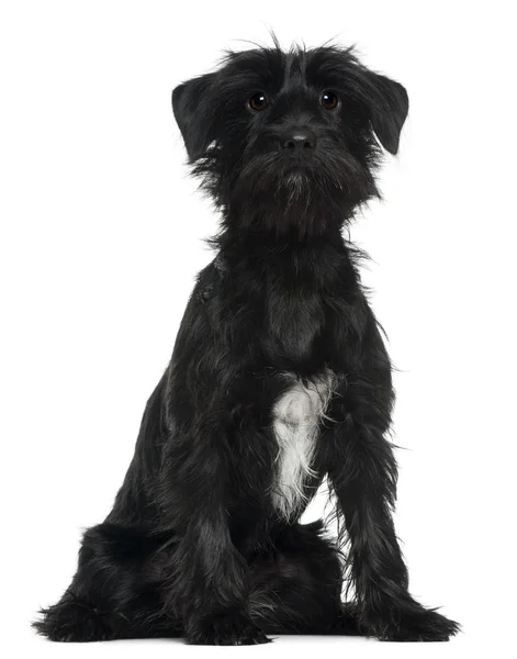 Cross Breed dog, 1 year old, sitting in front of white background — Stock Photo, Image
