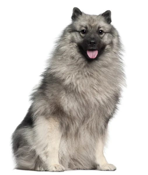 Keeshond, 1 year old, sitting in front of white background — Stock Photo, Image