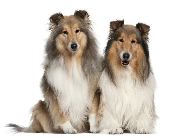 Border Collies, 6 and 7 years old, sitting in front of white background — Stock Photo, Image