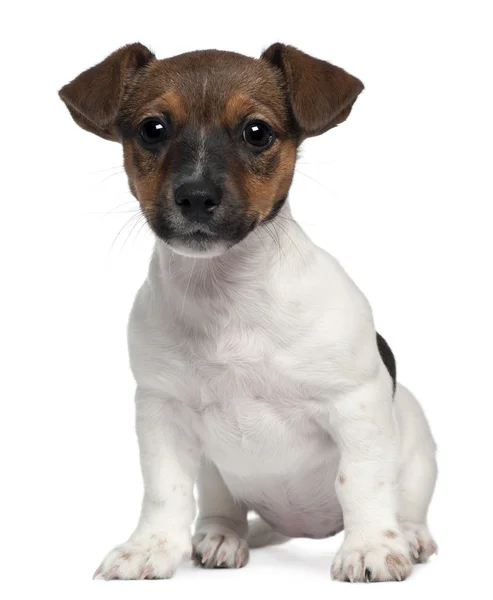 Jack Russell, 3 months old, sitting in front of white background — Stock Photo, Image