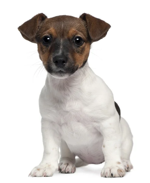 Jack Russell, 3 meses, sentado em frente ao fundo branco — Fotografia de Stock