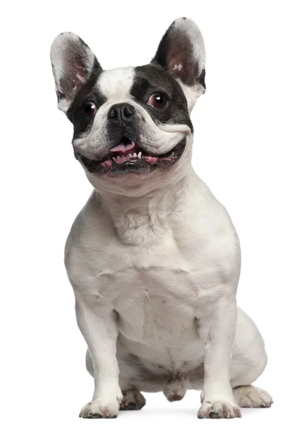 Bulldog francese, 5 anni, seduto davanti a uno sfondo bianco — Foto Stock