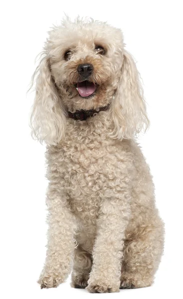 Poodle, 13 years old, sitting in front of white background — Stock Photo, Image