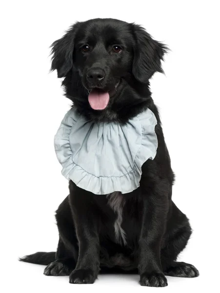 Golden Retriever wearing a bib, 5 months old, sitting in front of white background — Stock Photo, Image
