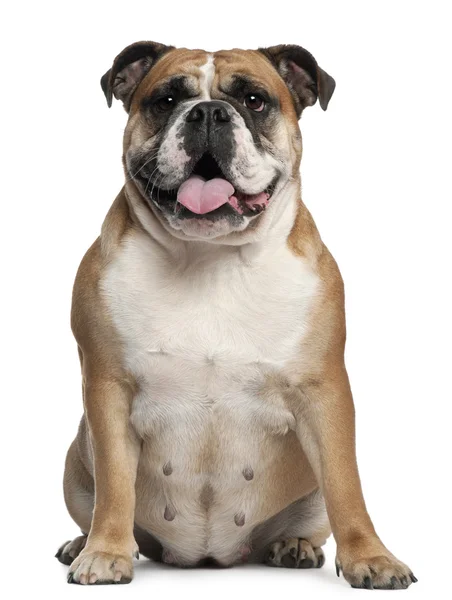 English Bulldog, 2 months old, sitting in front of white background — Stock Photo, Image