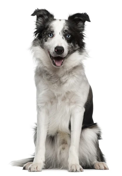 Border Collie, 10 months old, sitting in front of white background — Stock Photo, Image