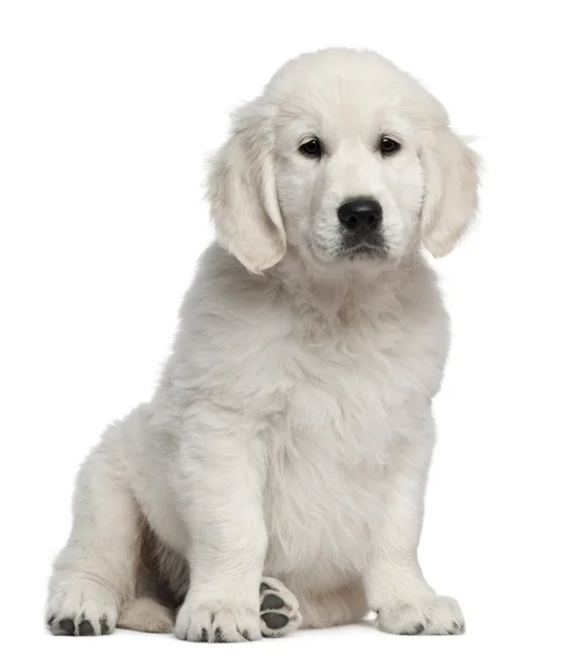 Zlatý retrívr štěně, 10 týdnů stará, sedí v přední části bílé pozadí — Stock fotografie