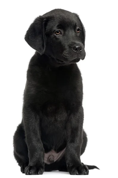Labrador, 12 semanas, sentado frente al fondo blanco —  Fotos de Stock