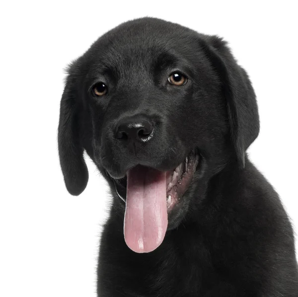 Labrador, 12 semanas, com a língua para fora na frente do fundo branco — Fotografia de Stock