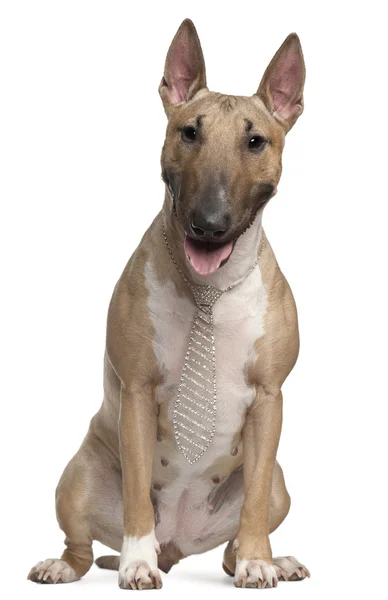 Bull Terrier wearing a necktie, 2 years old, sitting in front of white background — Stock Photo, Image