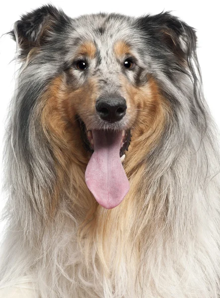 Close-up of Shetland Sheepdog with tongue out, 1 year old, in front of white background — Stock Photo, Image