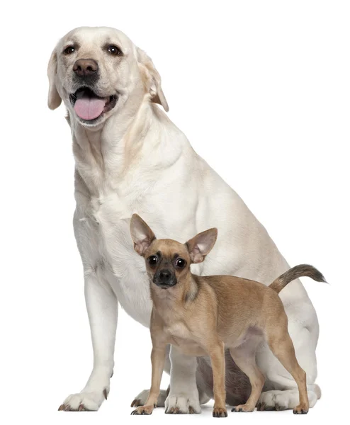 Pincher, 1 year old, and Labrador, 4 years old, in front of white background — Stock Photo, Image