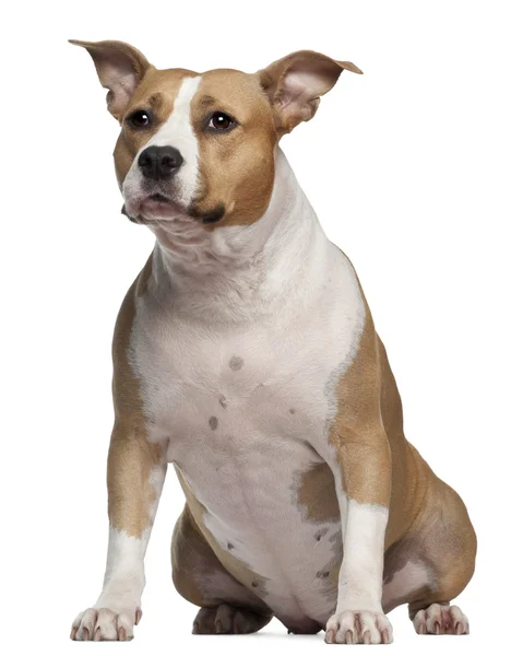 American Staffordshire Terrier, 3 años y medio, sentado frente al fondo blanco —  Fotos de Stock