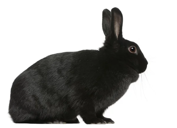 Черный кролик, 1 год, сидит перед белым фоном — стоковое фото